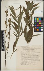 Foto von Salix purpurea L. x Salix viminalis L.